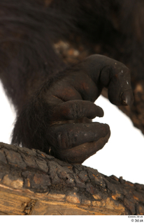 Chimpanzee Bonobo foot 0002.jpg